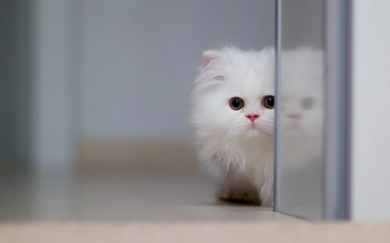перс, белый, котёнок