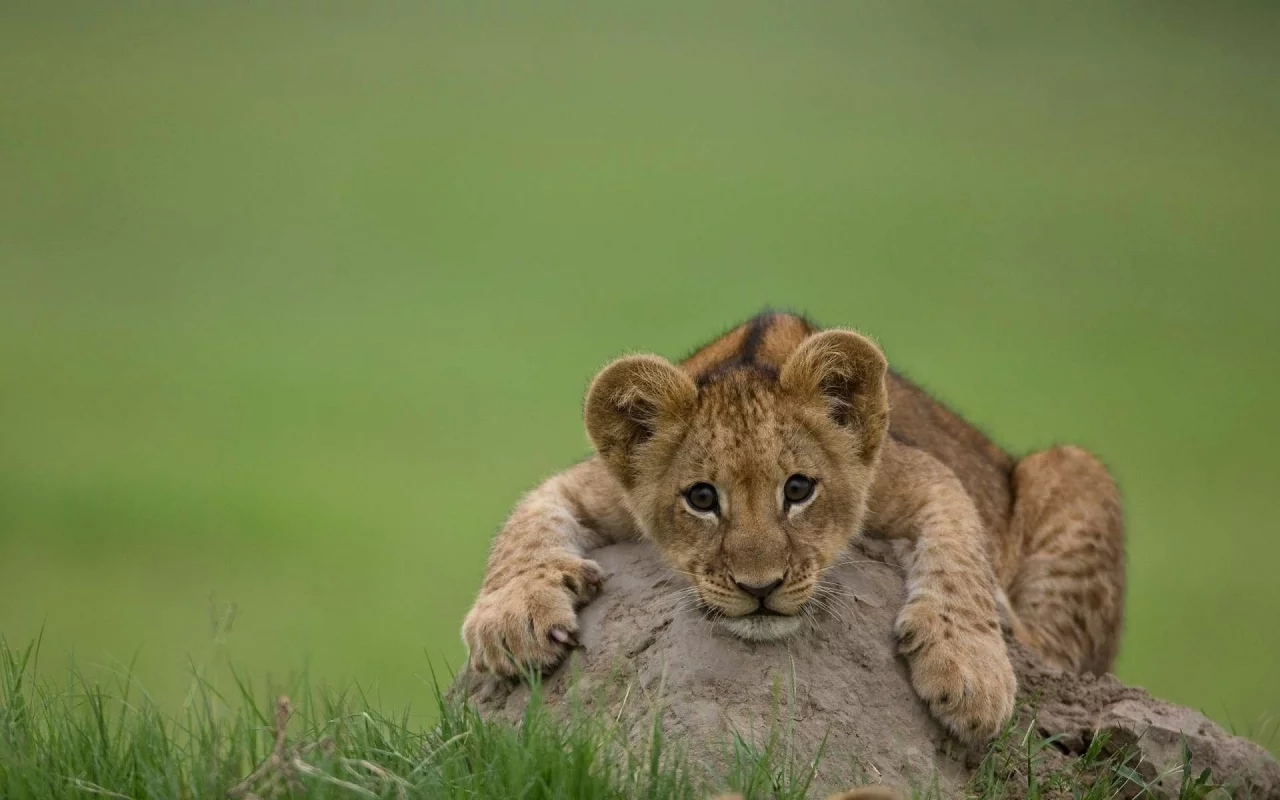 лев, хищник, кошка, львенок