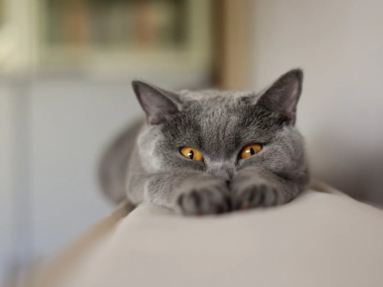 фон, взгляд, кошка