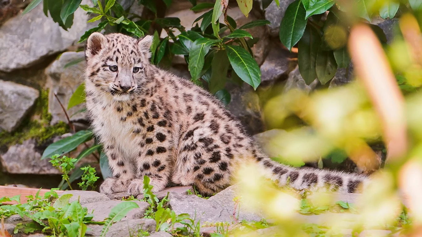 камни, снежный барс, листва, ирбис, snow leopard, котёнок