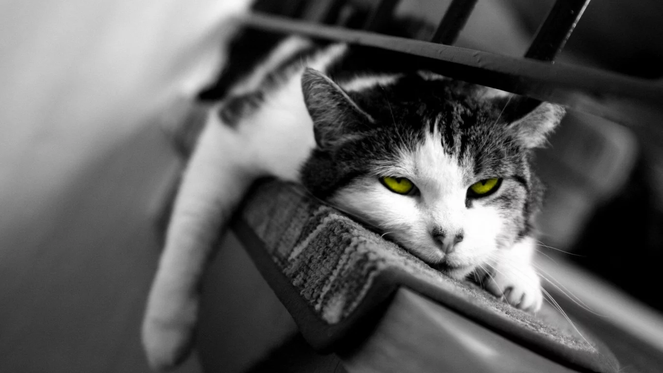 сонный, кошка, сон, кот
