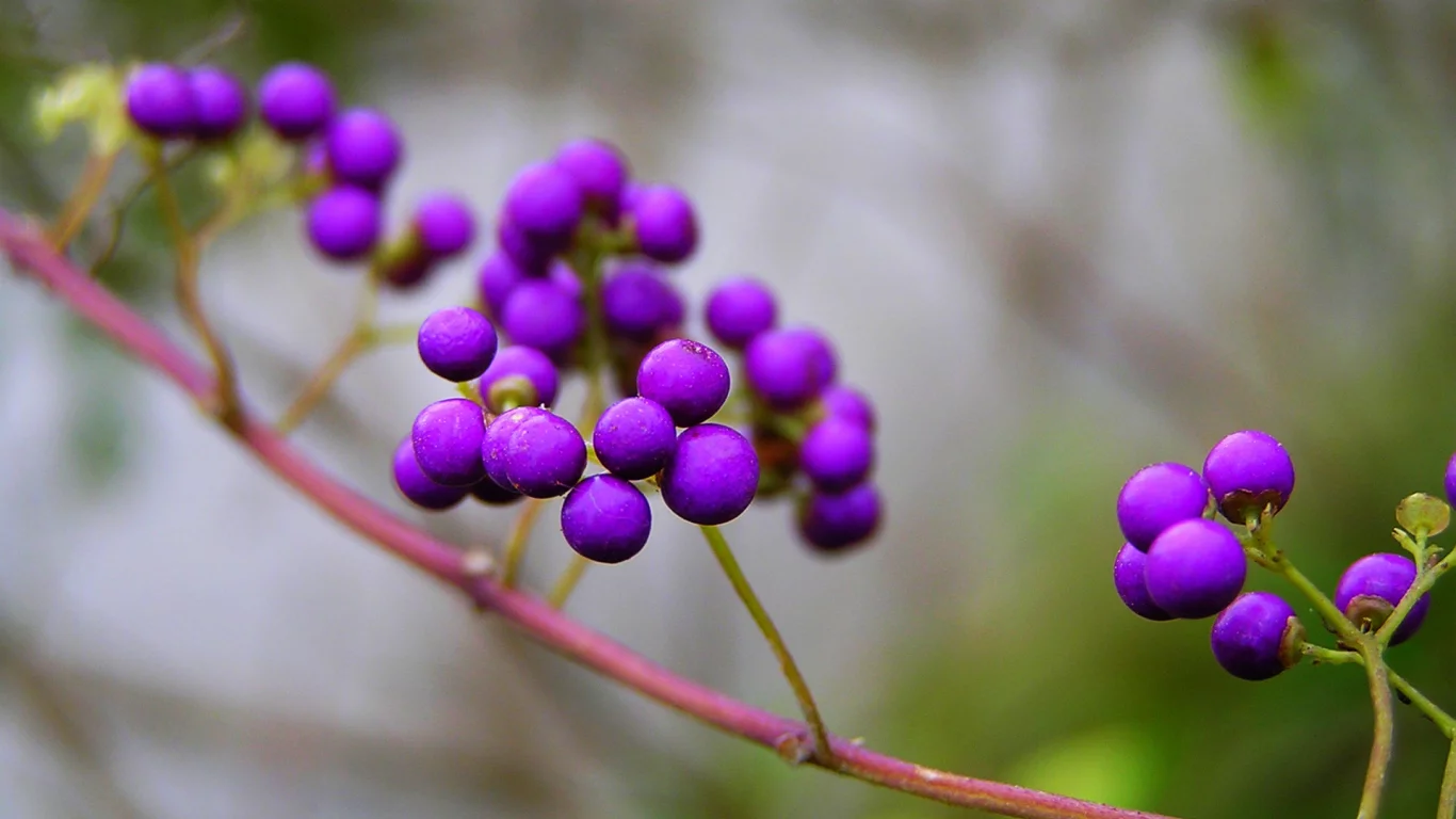 природа, калликарпа, ягоды, ветка, фиолетовые, callicarpa
