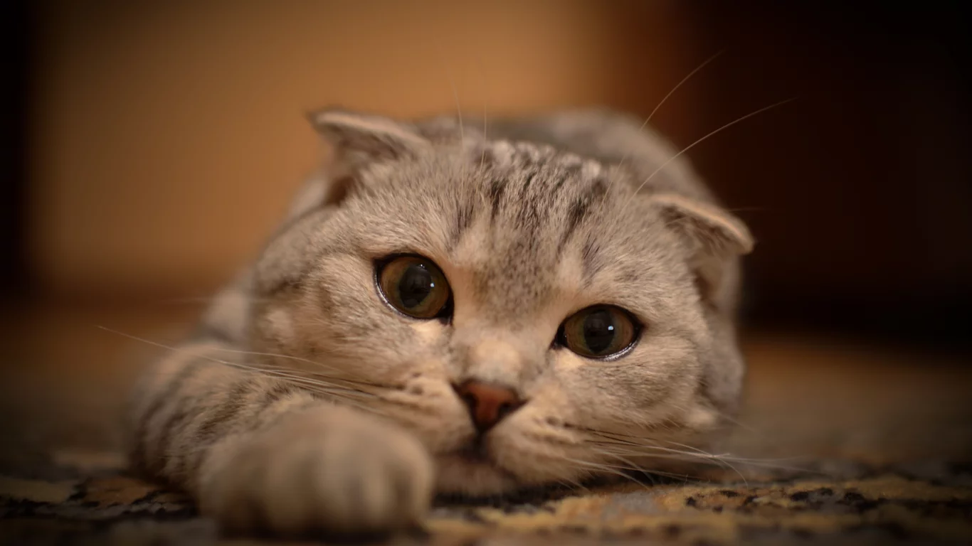 кошка, вытянулась, кот, взгляд, лежит, глаза, усы