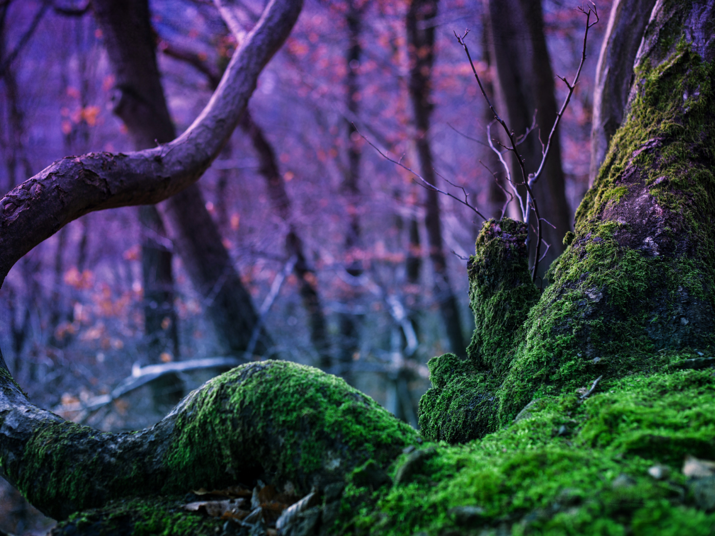дерево, rebekka plies photography, лес, мох, природа, магия, деревья
