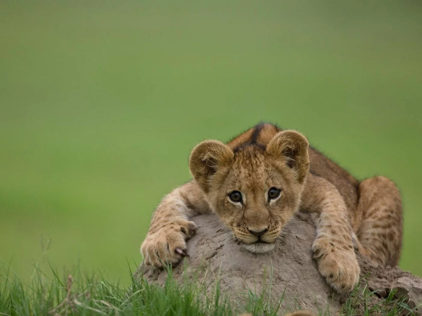 лев, хищник, кошка, львенок