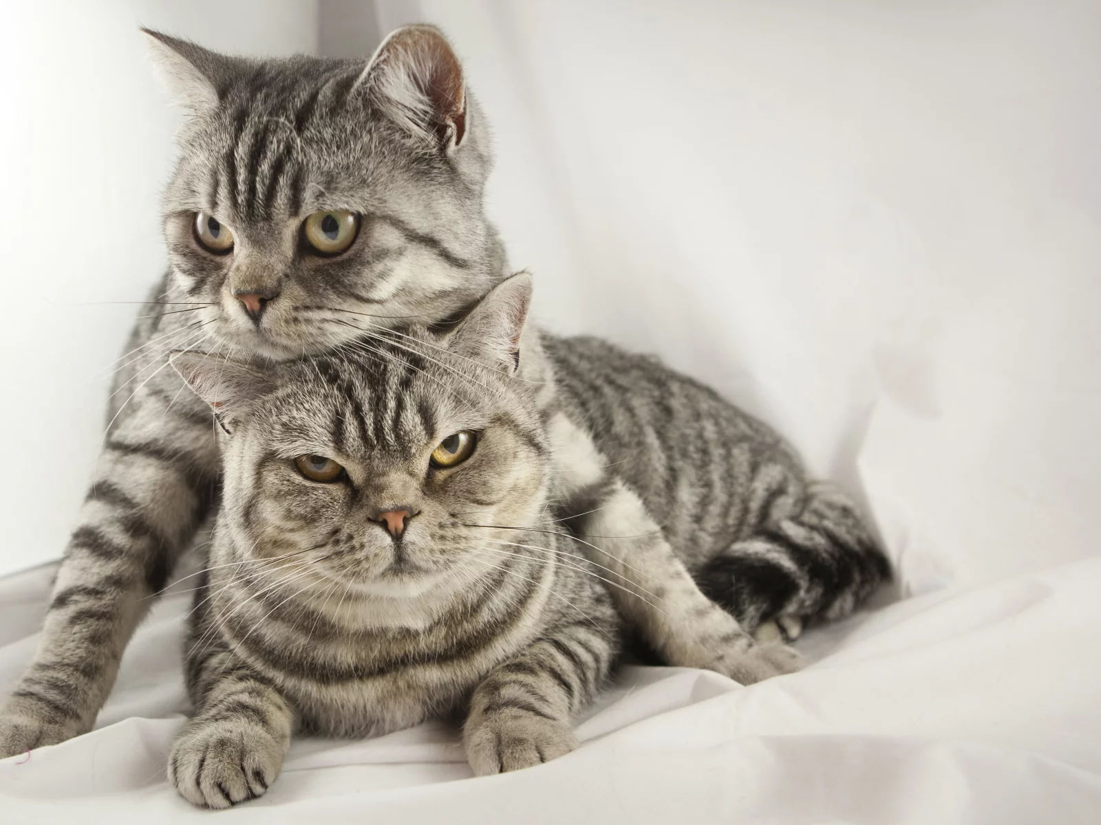 кошка, собака