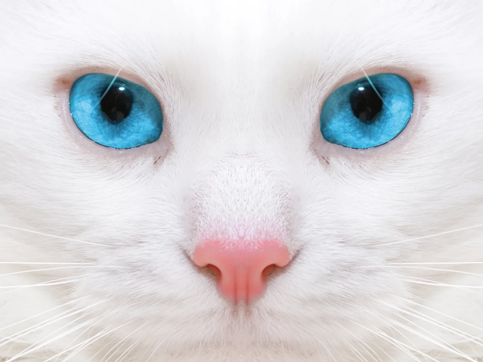 close up , красивая белая кошка, beautiful white cat, micro, kitten