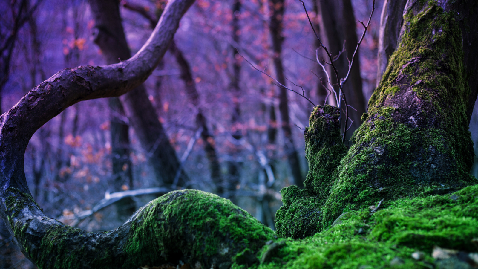 дерево, rebekka plies photography, лес, мох, природа, магия, деревья