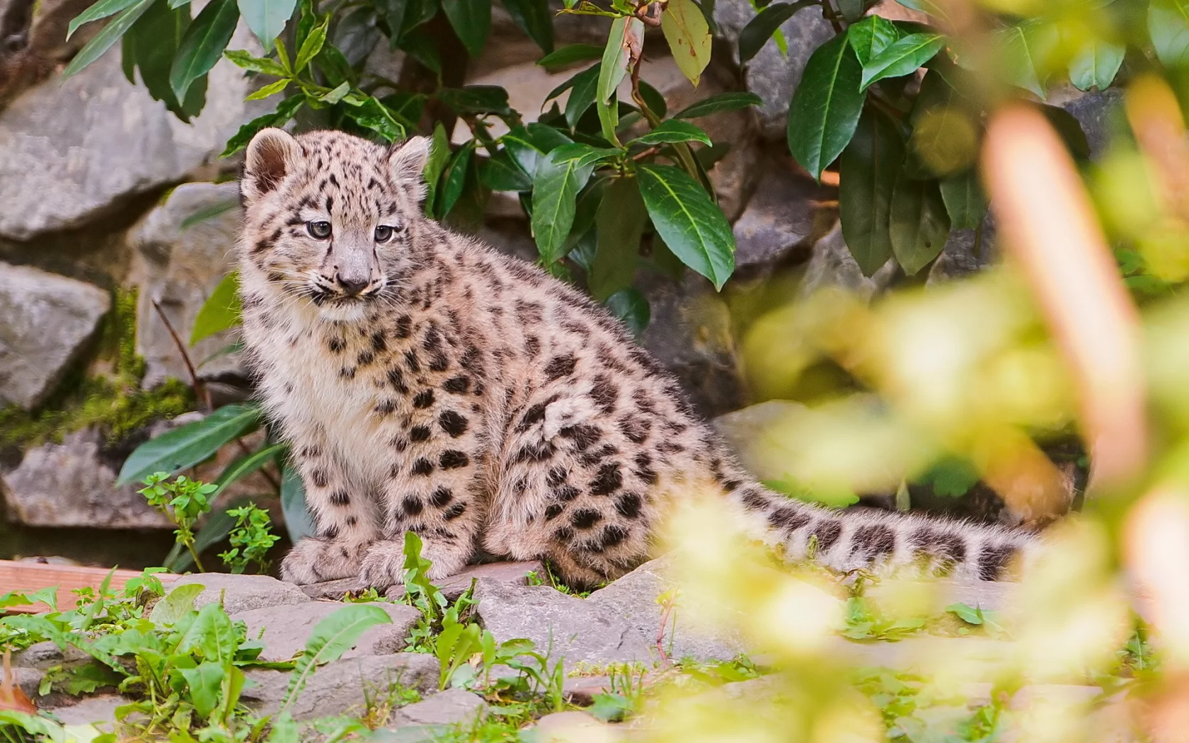 камни, снежный барс, листва, ирбис, snow leopard, котёнок