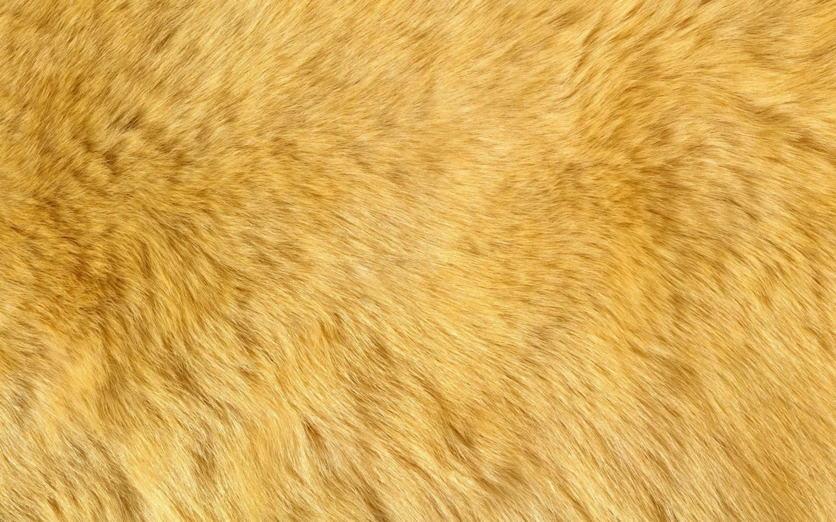 пух, мех, текстура, фон на рабочий, animal texture