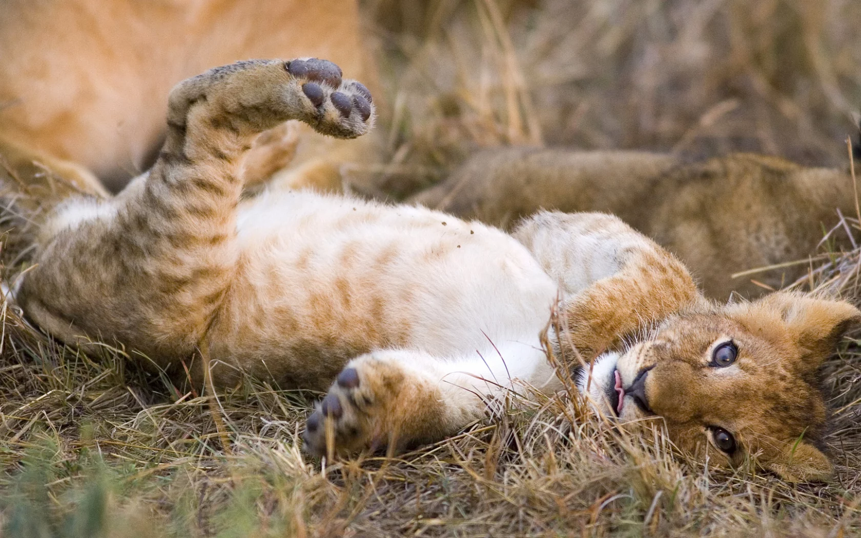 львенок, кошка, лев, хищник