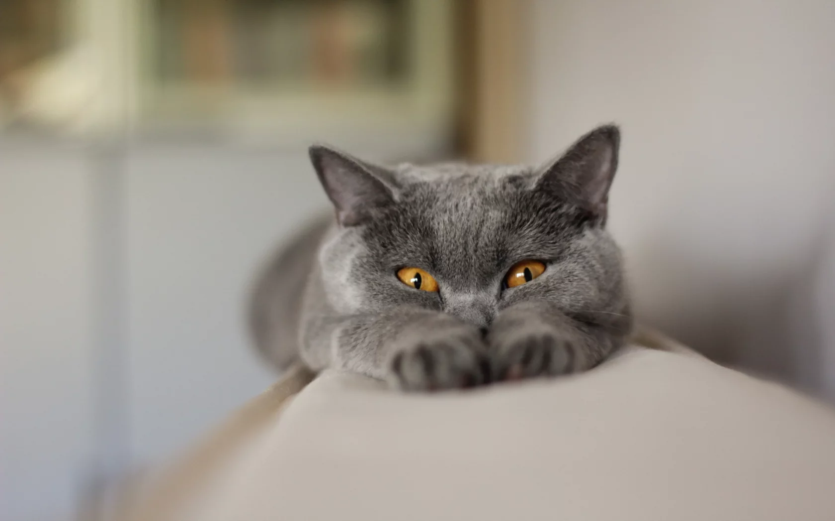 фон, взгляд, кошка