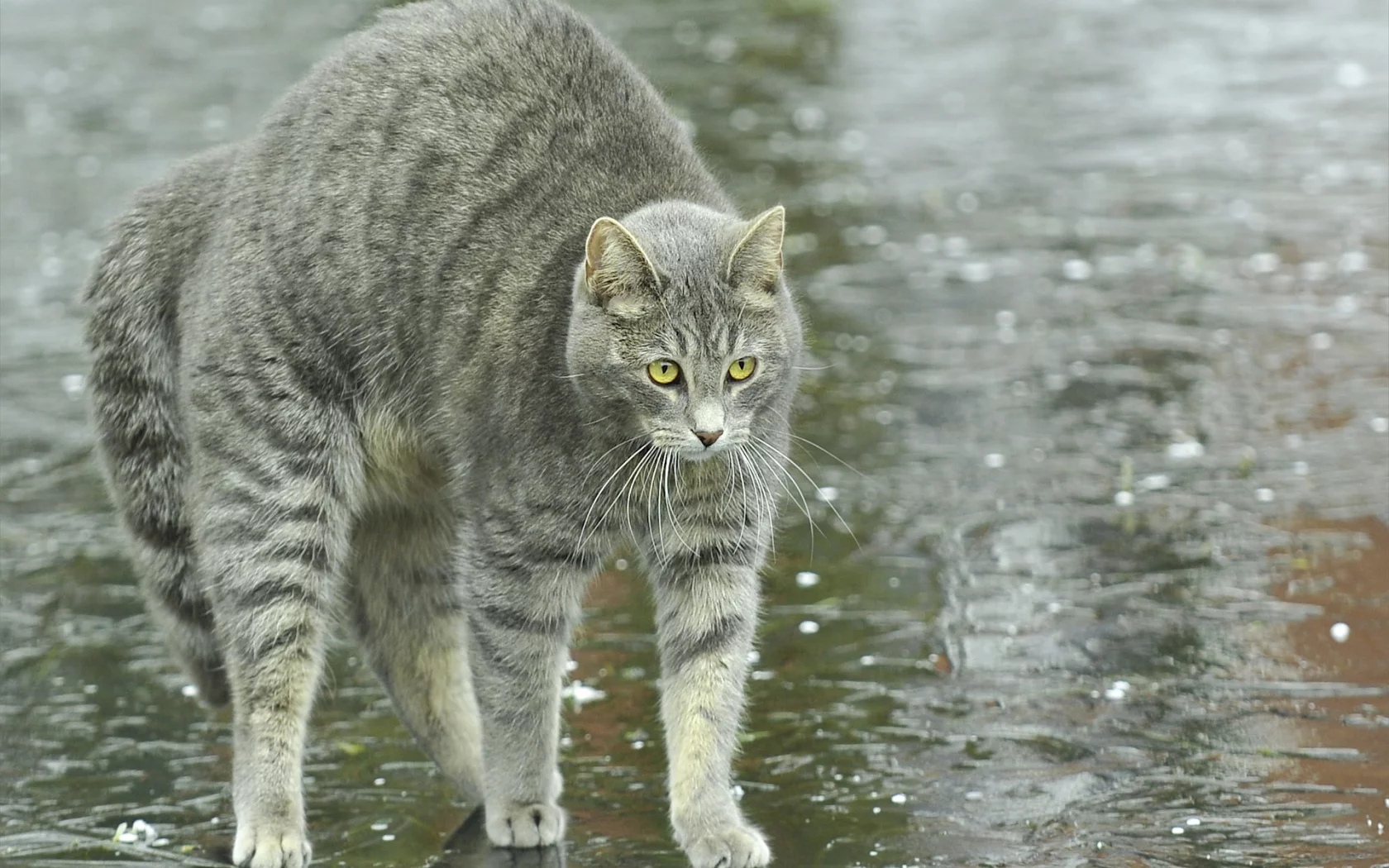 улица, спина, лужи, дугой, кот, кошка, дождь