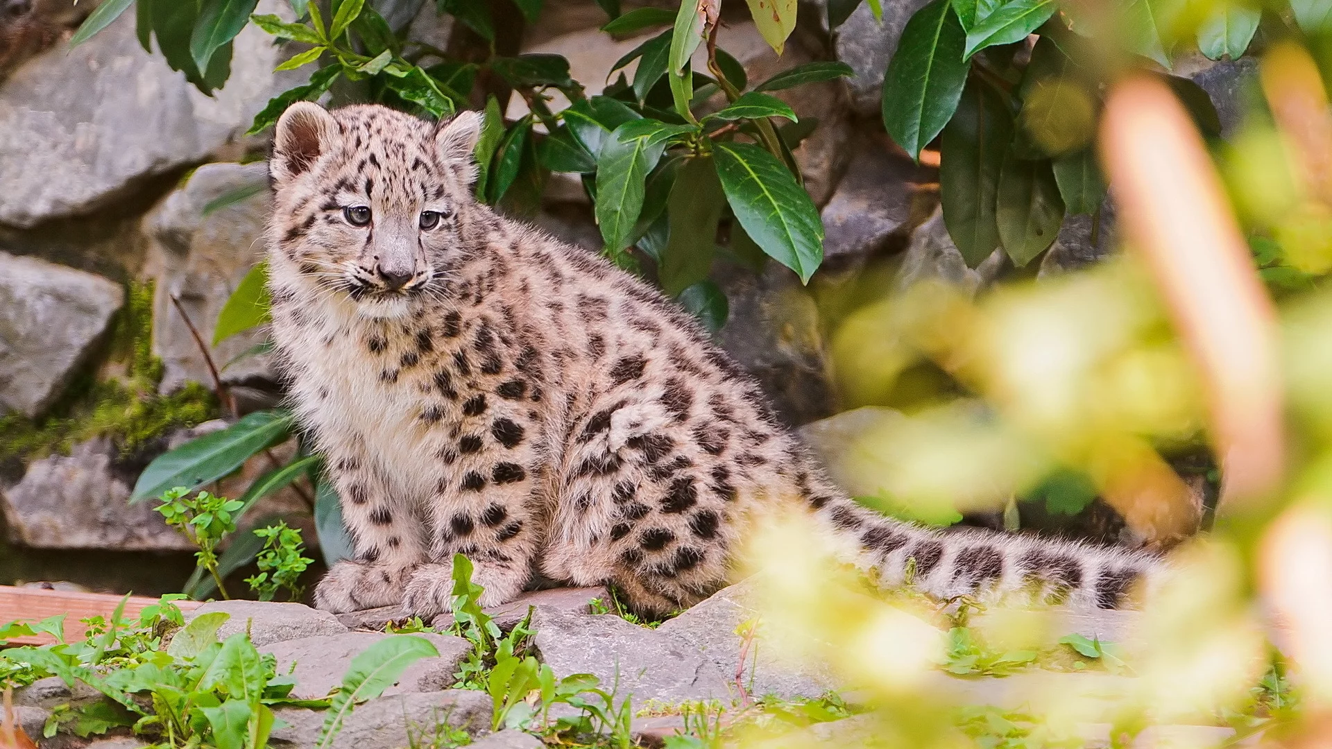 камни, снежный барс, листва, ирбис, snow leopard, котёнок