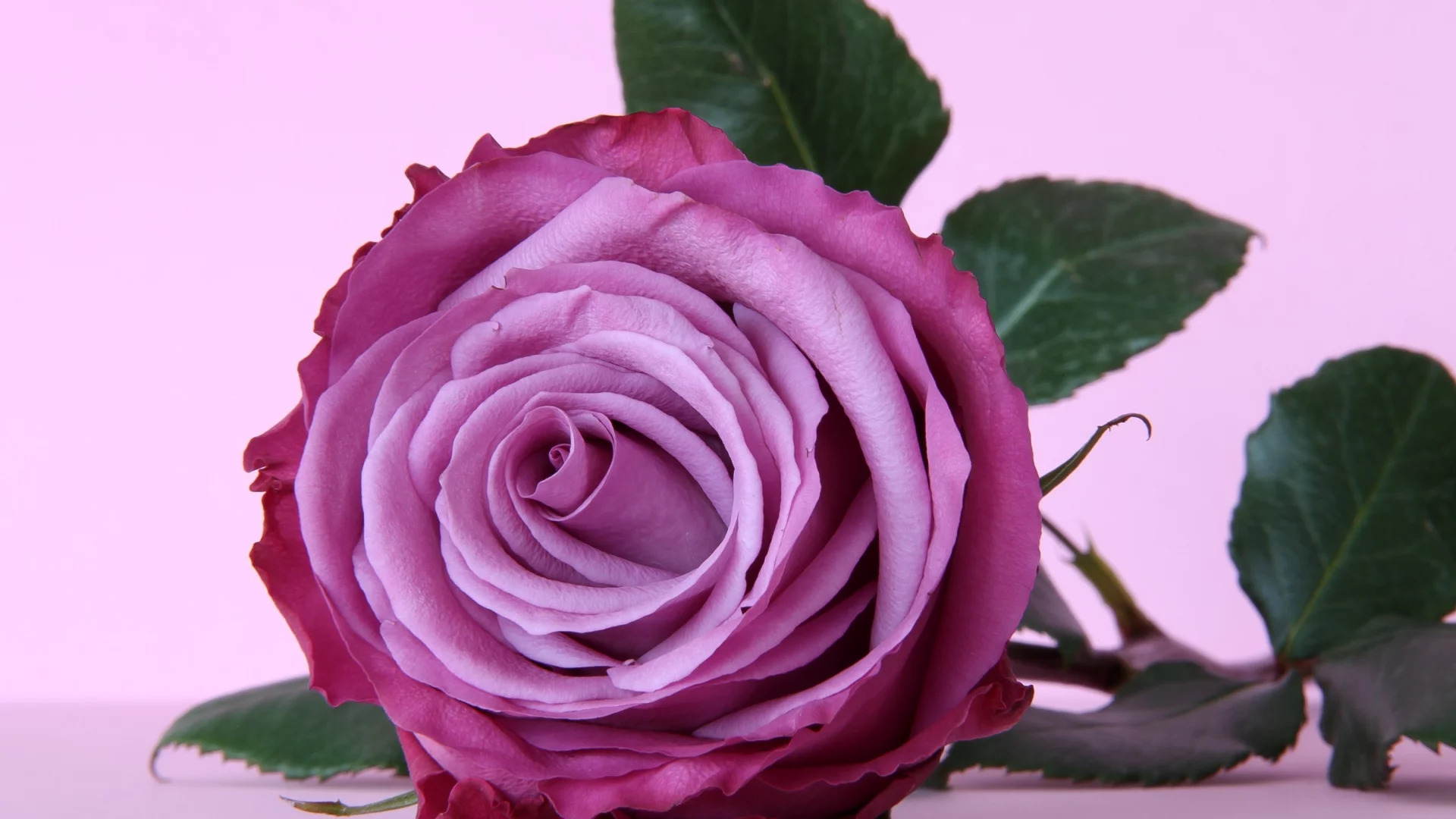 violet, фиолетовый, цветок, роза, purple, flower, rose