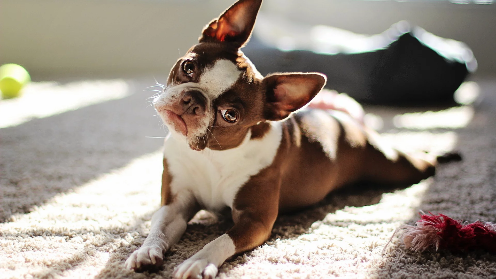 собака, взгляд, red boston terrier
