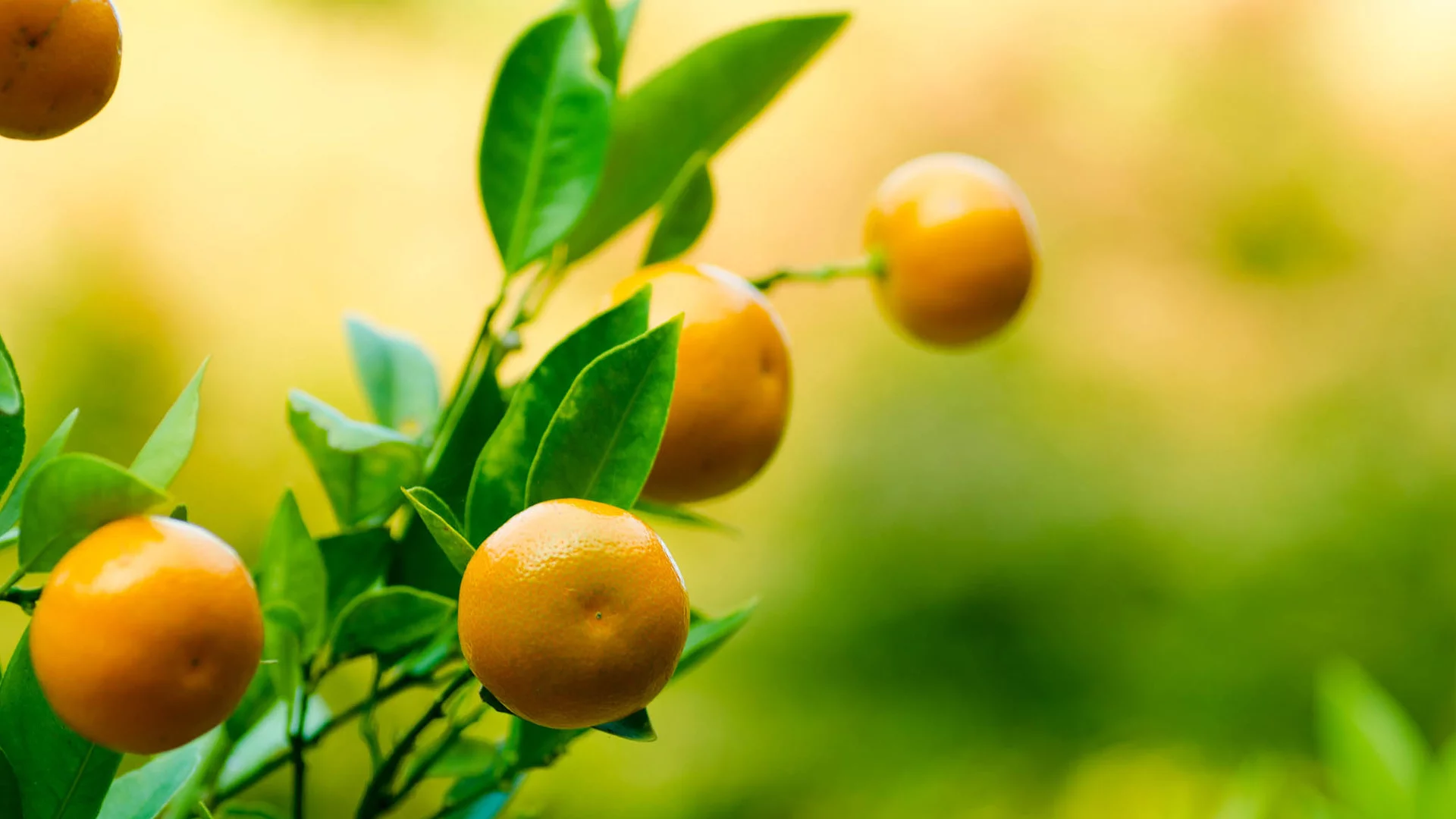tangerine, фрукт, мандарин, листья, танджерин, ветка