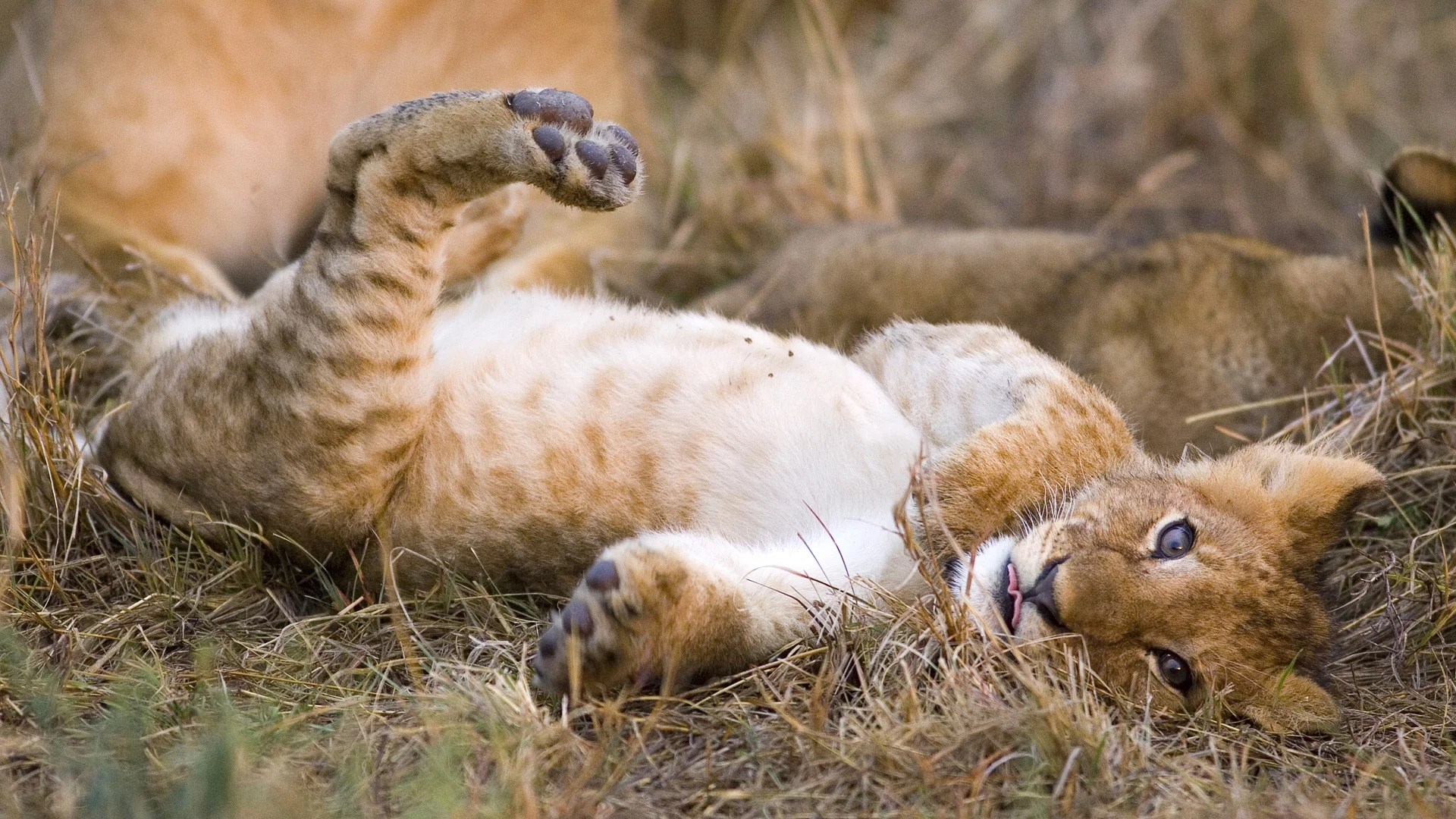 львенок, кошка, лев, хищник
