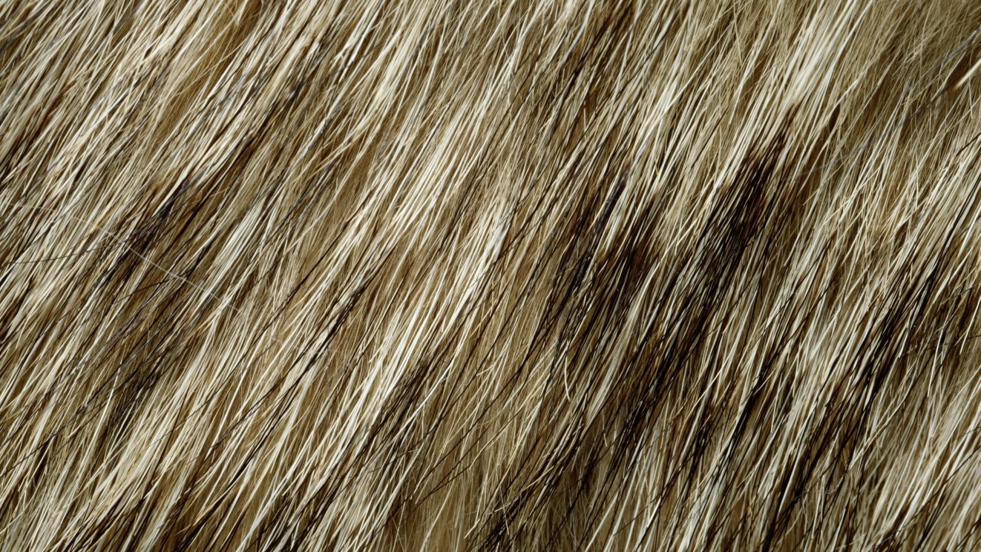 мех, фон на рабочий, animal texture, текстура