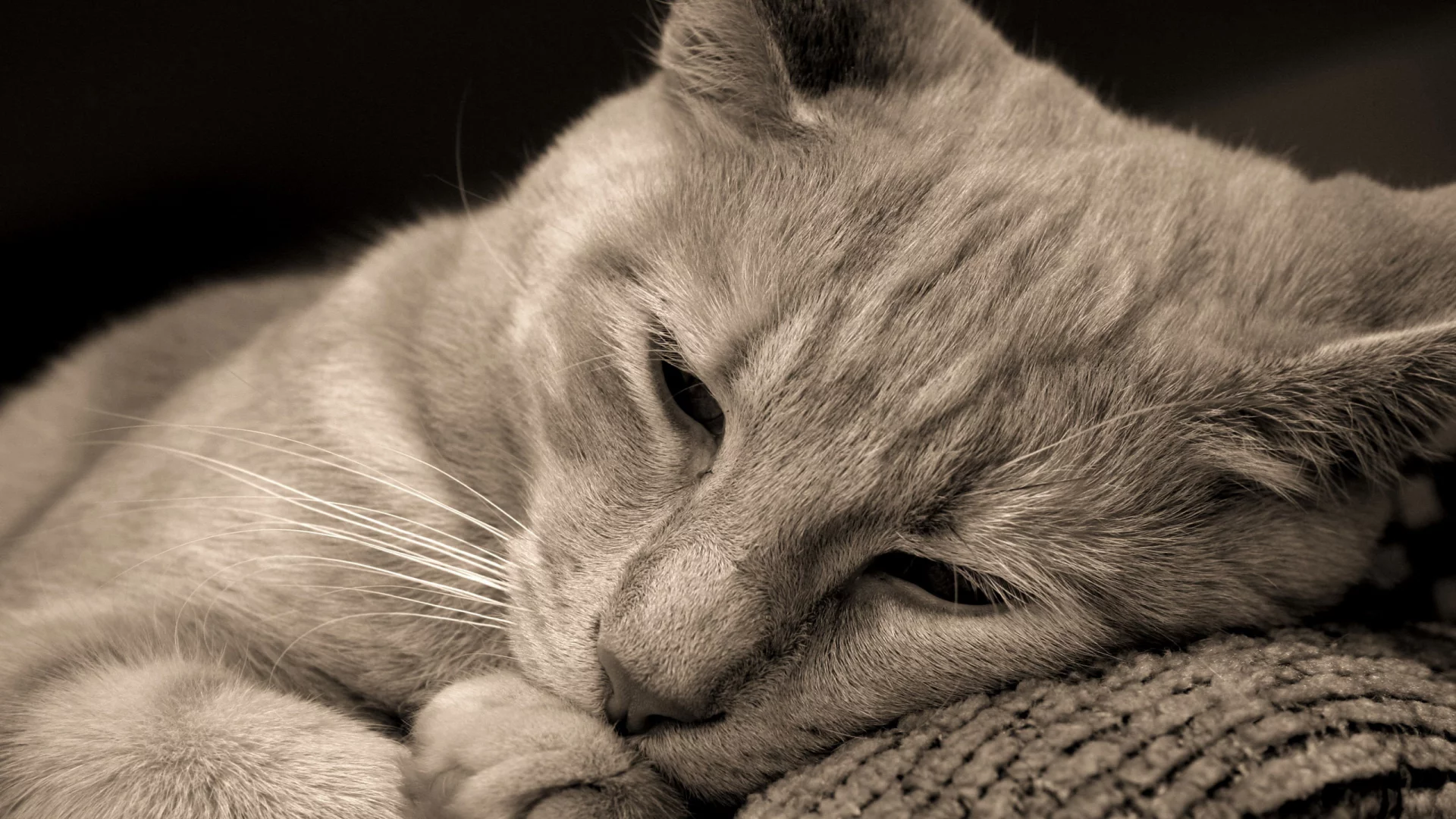 карие глаза, cat, кошка, лежит, кот