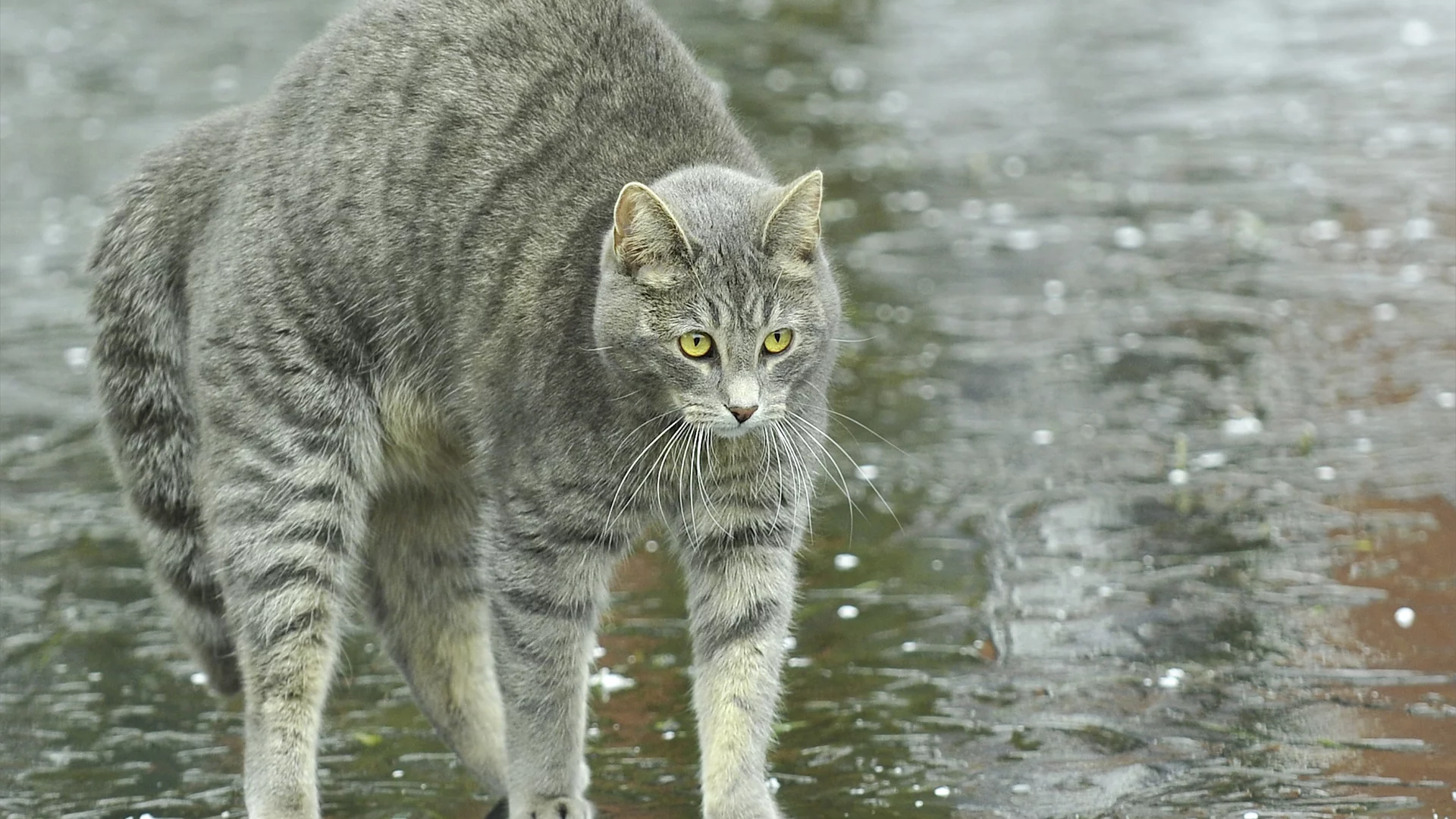 улица, спина, лужи, дугой, кот, кошка, дождь