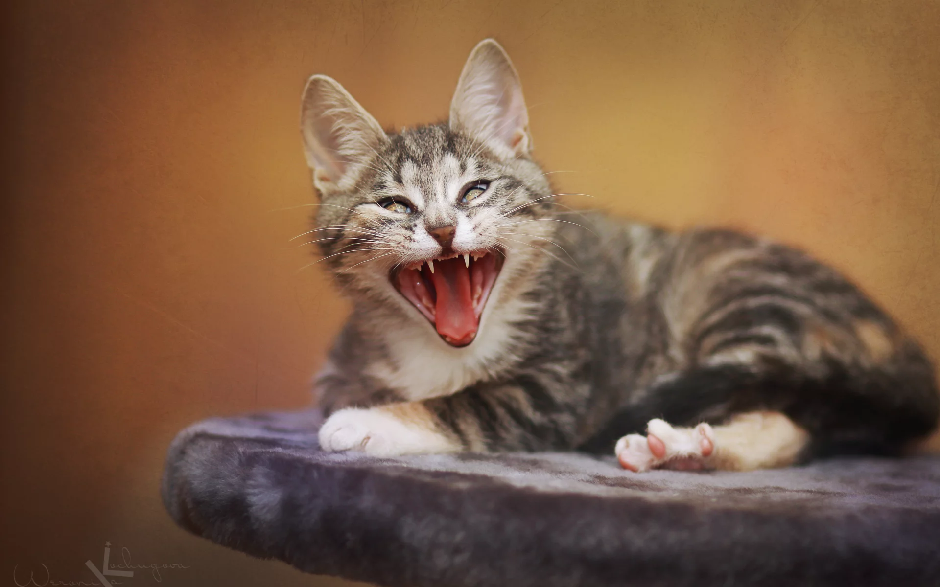 кошка, забавно, кошки, мило, котики, cat, смешно, кот