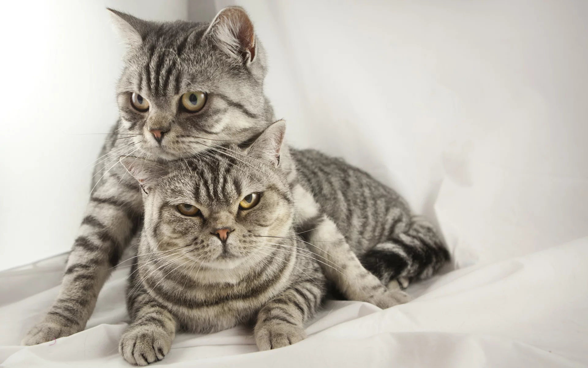 кошка, собака