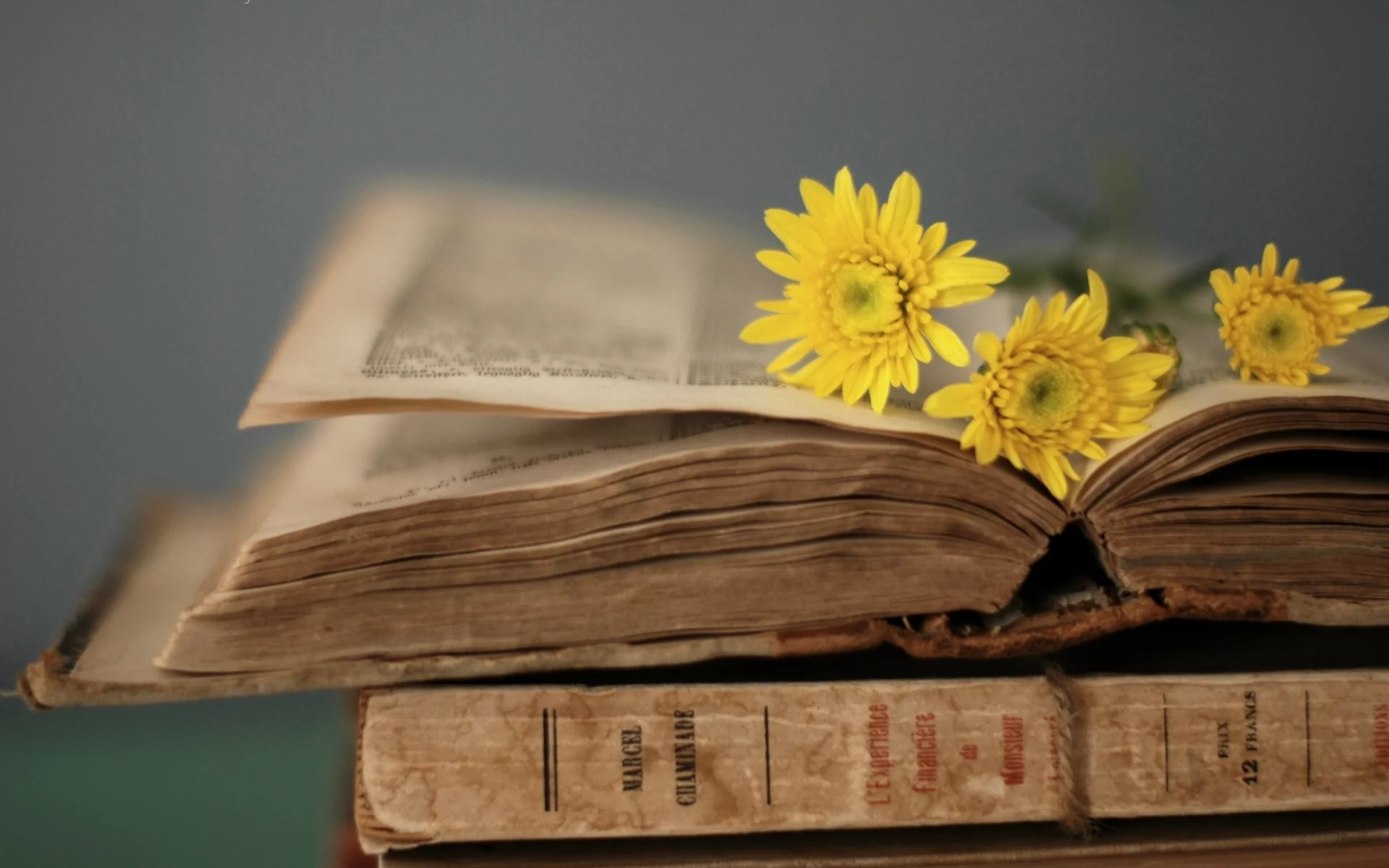 книга, страницы, фон, книжка, обои, желтый, цветы, стиль
