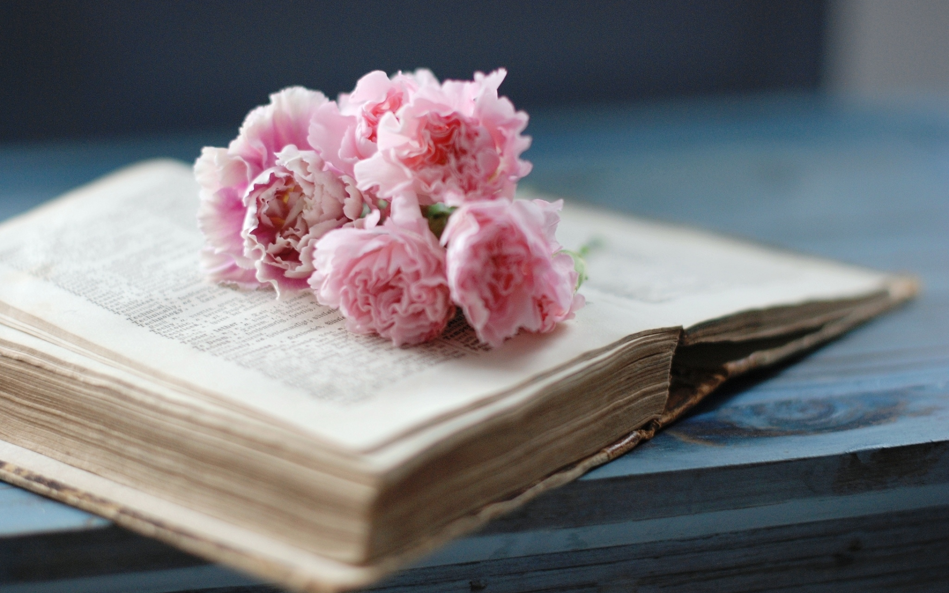 книга, розовые, цветы, страницы, гвоздики, старая