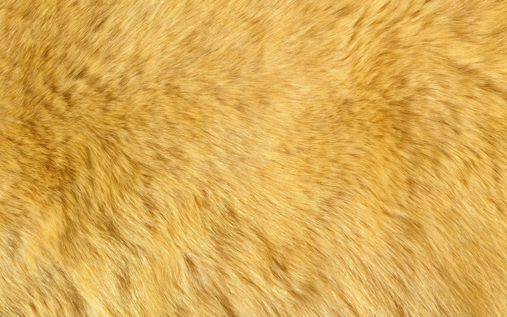 пух, мех, текстура, фон на рабочий, animal texture