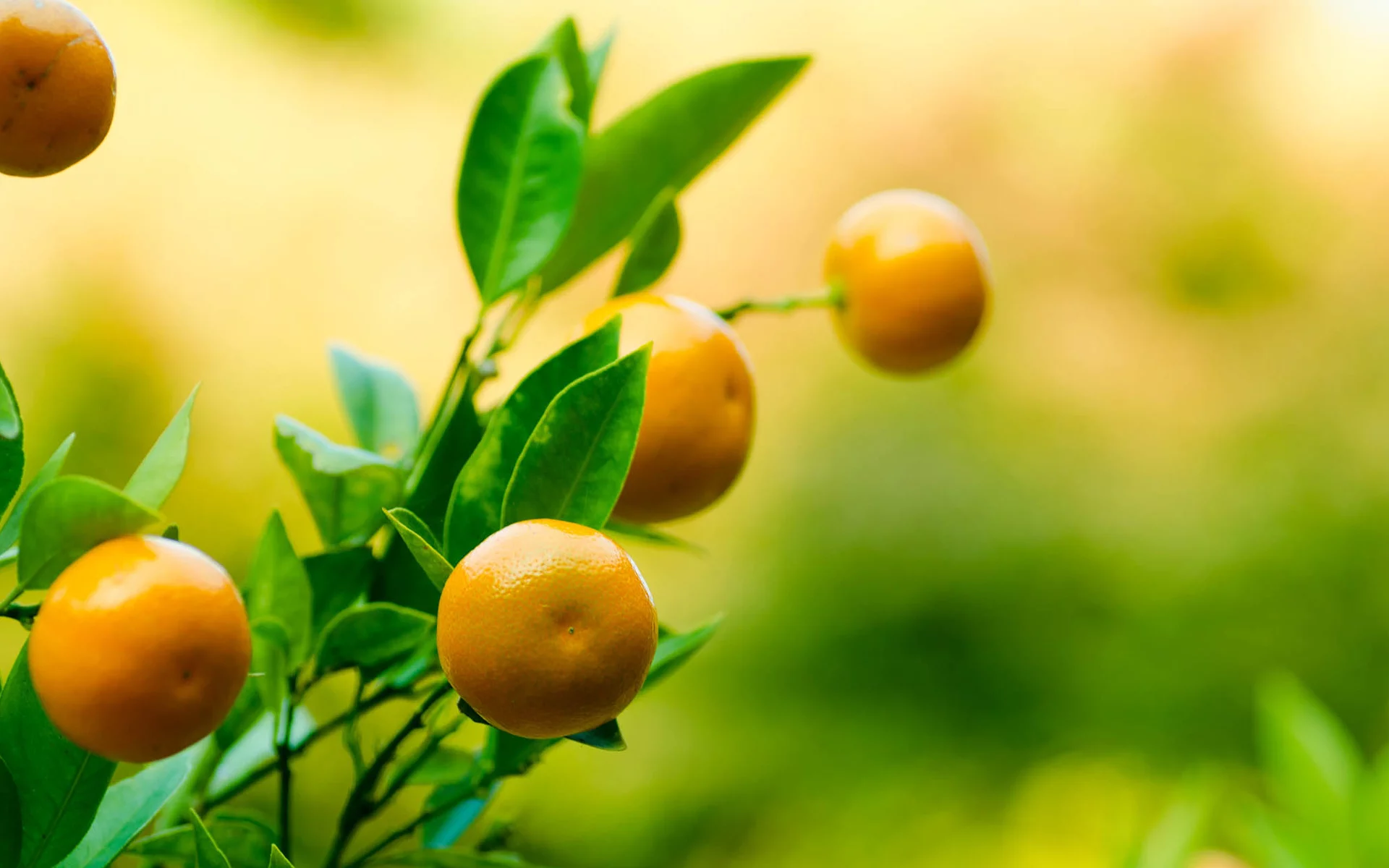 tangerine, фрукт, мандарин, листья, танджерин, ветка