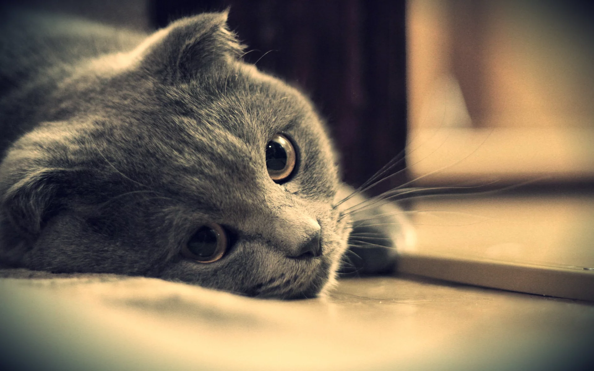 глаза, кот, британец, серый, котэ, взгляд, британский
