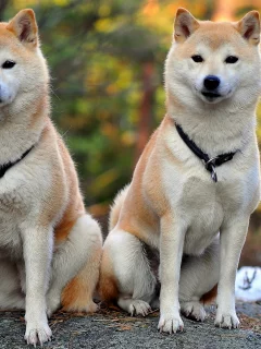 фон, собакаи, друзья