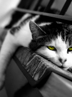 сонный, кошка, сон, кот