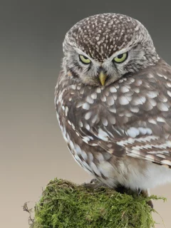 взгляд, птица, столб, сова, мох