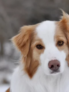 собака, фон, взгляд