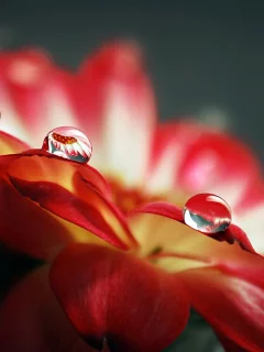 вода, лепестки, отражение, красные, капли, линза, роса