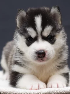 собака, взгляд, щенок