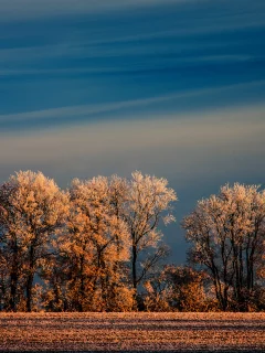 небо, иней, поле, зима, деревья, природа