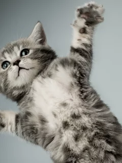котенок, серый, кошка, лапы, белый
