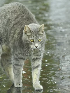 улица, спина, лужи, дугой, кот, кошка, дождь