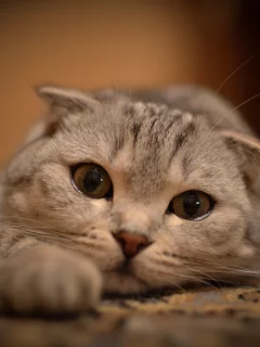 кошка, вытянулась, кот, взгляд, лежит, глаза, усы