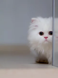 перс, белый, котёнок