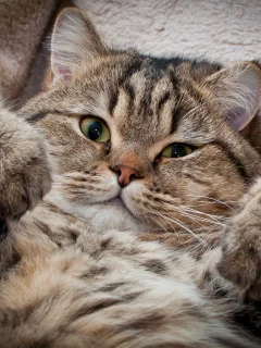 взгляд, сдаёмсу, котэ