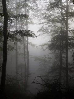 коряги, деревья, туман, лес, силуэты
