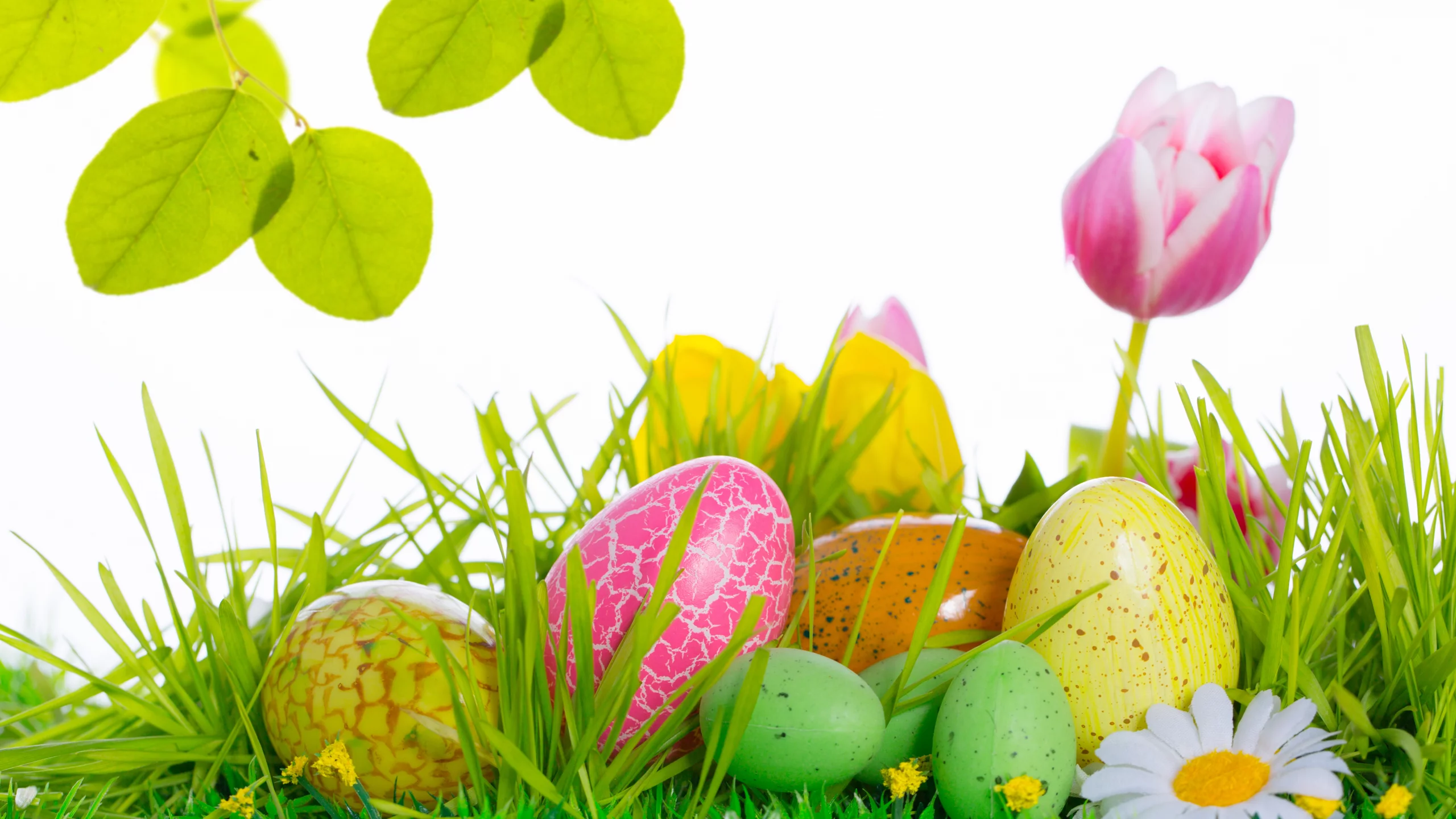 easter, тюльпаны, яйца, цветы, пасха