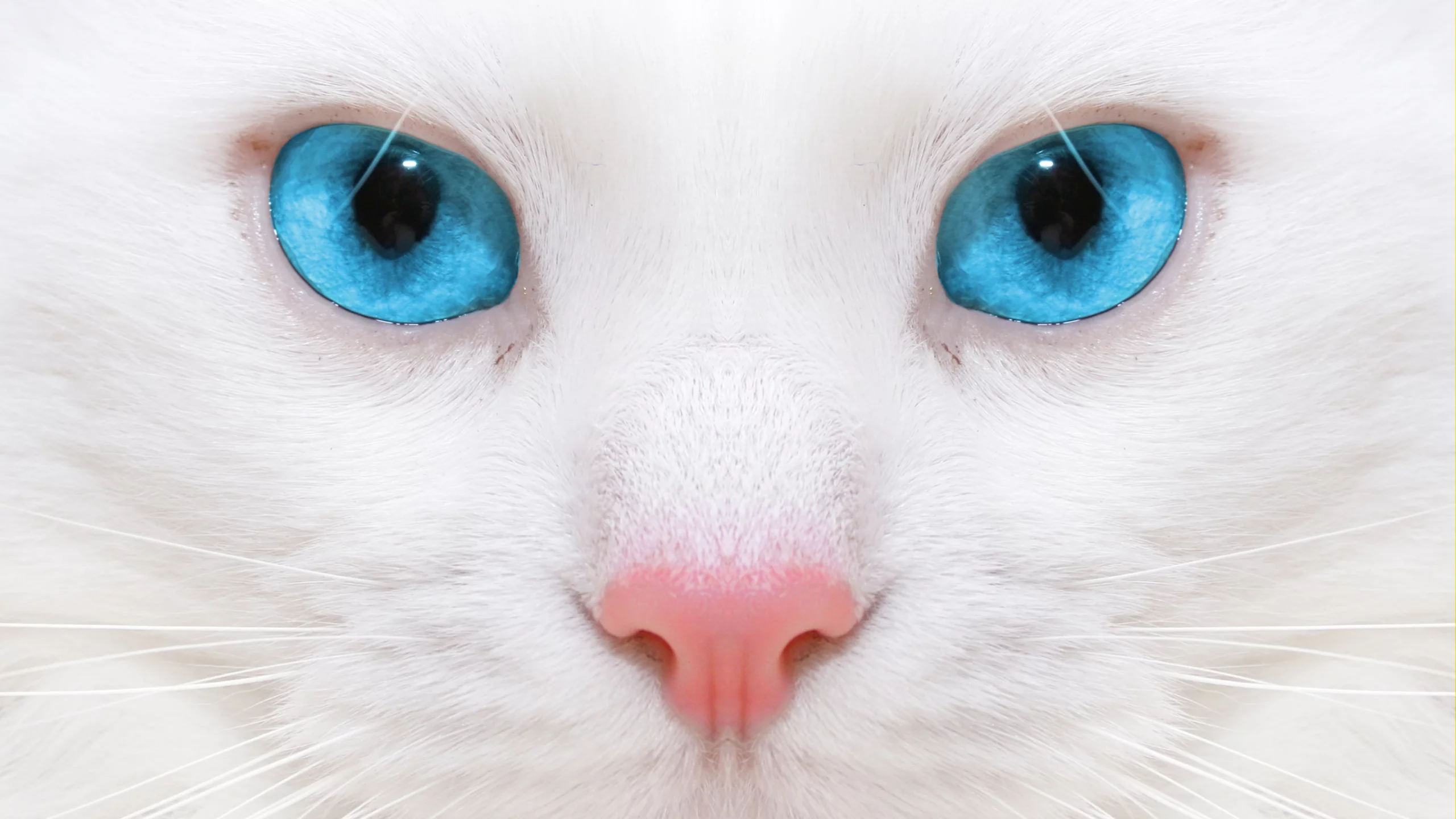 close up , красивая белая кошка, beautiful white cat, micro, kitten