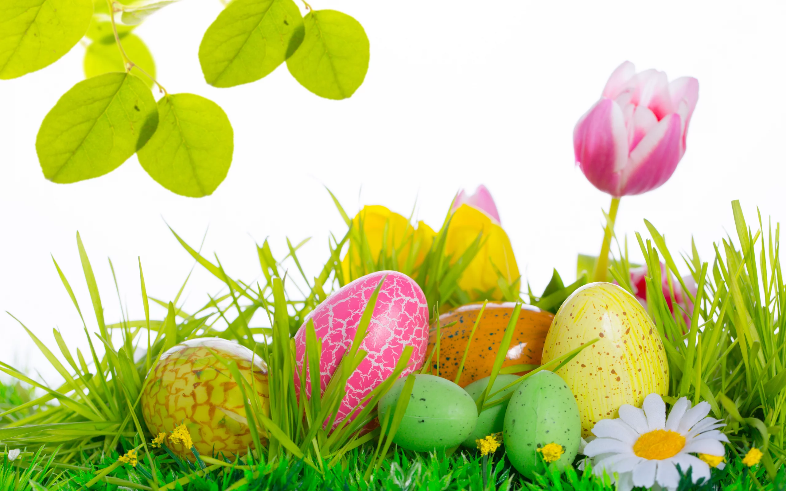 easter, тюльпаны, яйца, цветы, пасха