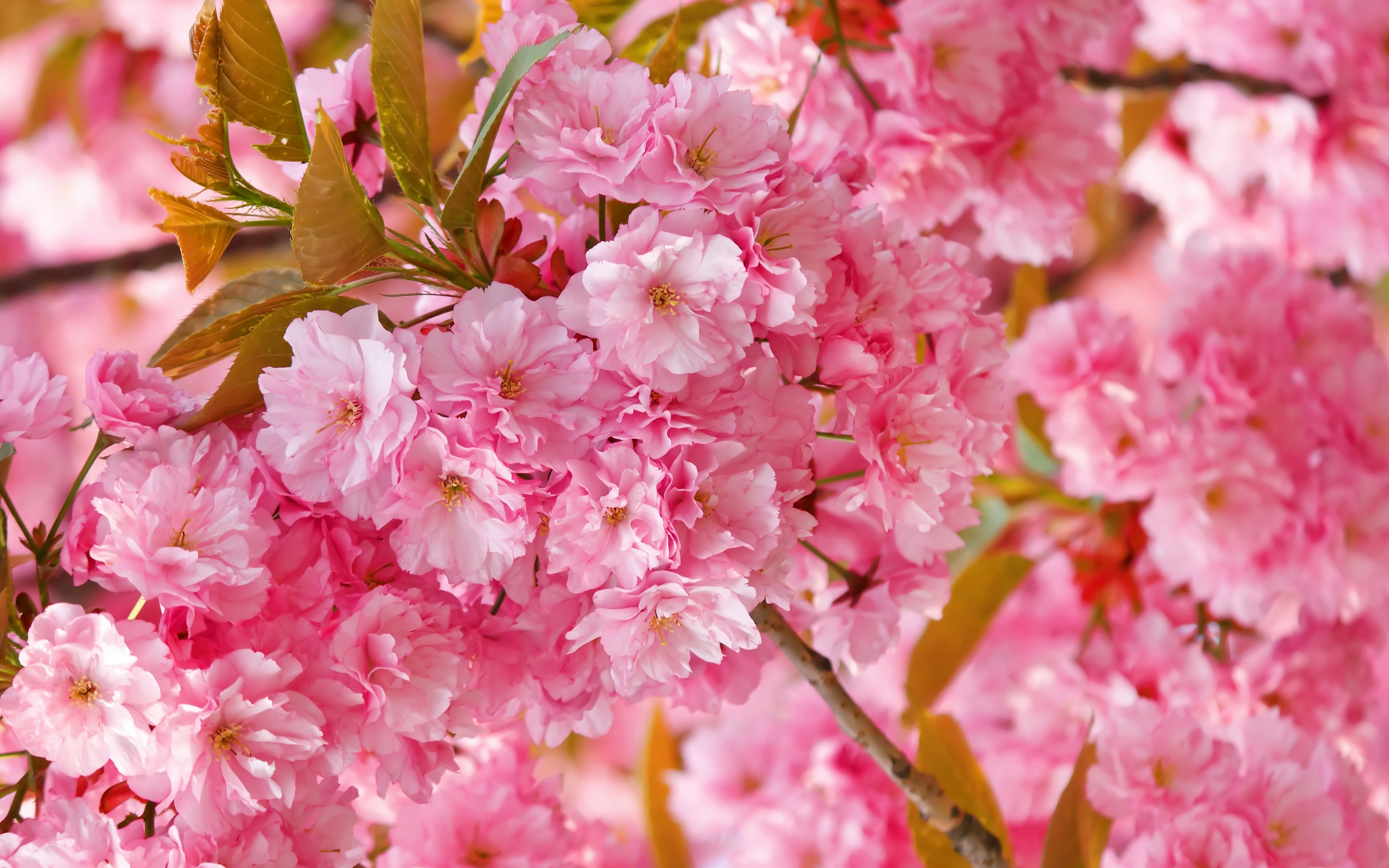 цветы, сакура, весна, розовые