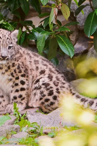 камни, снежный барс, листва, ирбис, snow leopard, котёнок
